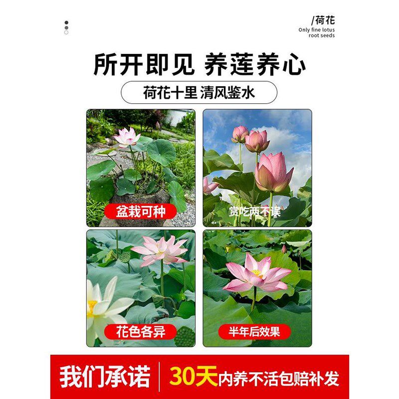 荷花盆栽水养莲藕种苗莲花大型缸养荷花苗睡莲水培植物碗莲种根苗