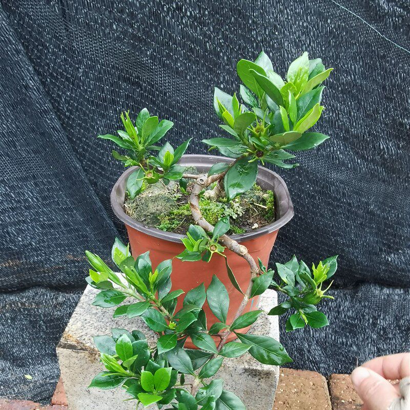栀子花小品盆景四季榄叶品种小叶素材绿植办公盆栽带培养花盆包邮