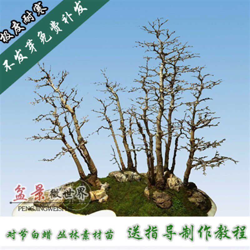 丛林对节白蜡中小型盆栽制作苗熟根盆景组合创意造型桩室内外好养
