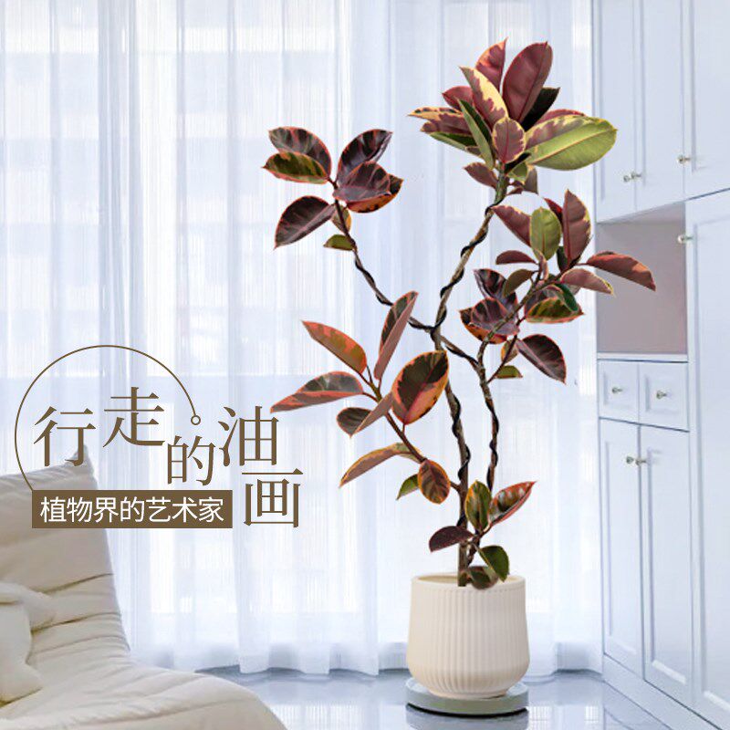 花叶橡皮树客厅大盆栽红关公老桩造型树大叶黑金刚大型室内绿植物