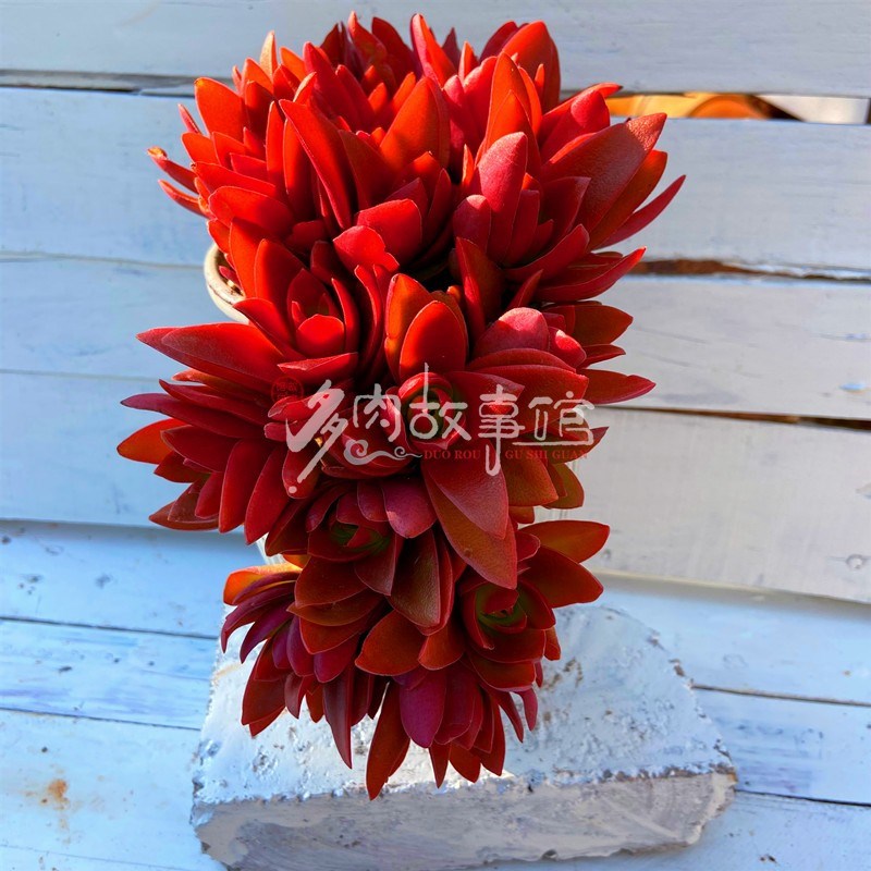 多肉植物 火祭悬崖瓷盆种好美观趣味云南直发吸甲醛防辐射花卉盆