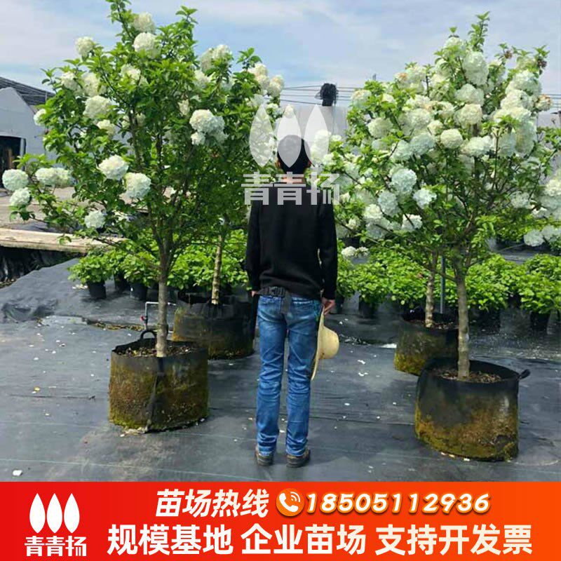 中华木绣球树苗大花斗球风景大树别墅庭院地栽木本老桩盆栽耐寒树
