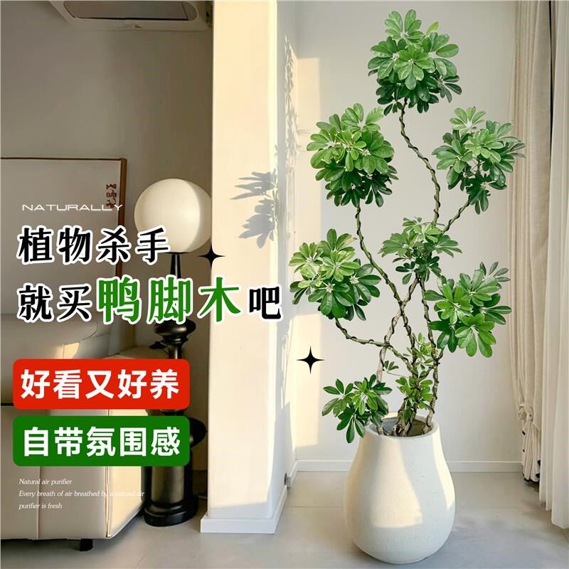 鸭脚木造型树客厅大型盆栽鸭掌木鹅掌柴室内落地式四季常青绿植物