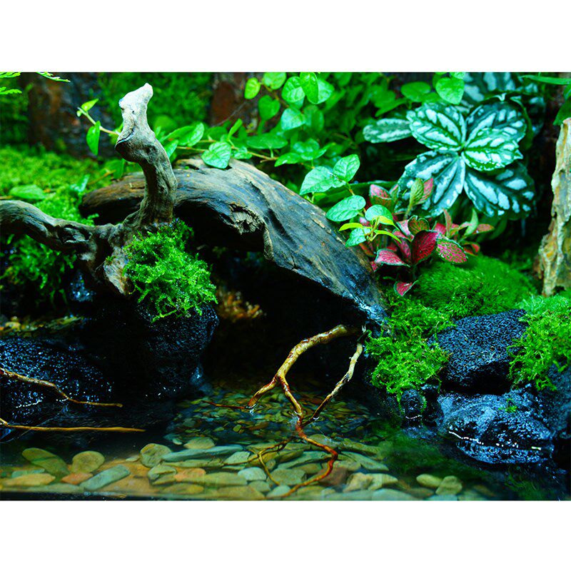 苔藓微景观雨林生态造景水陆爬宠饲养缸养鱼角蛙桌面绿植全套成品