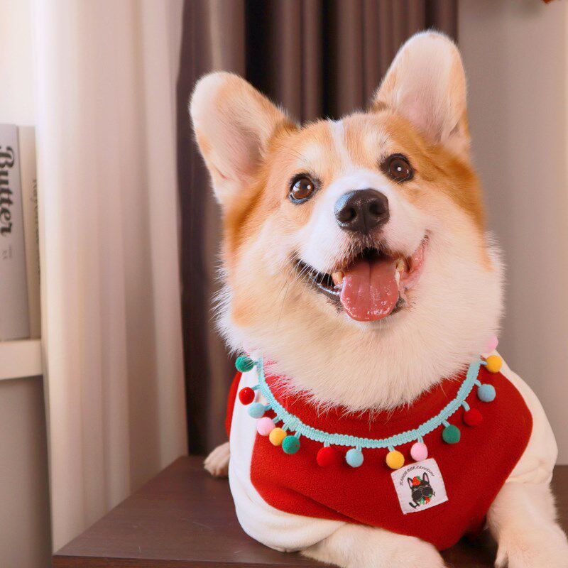 柯基柴犬串串田园犬加绒加厚奥粒绒T恤宠物衣服毛绒衣服