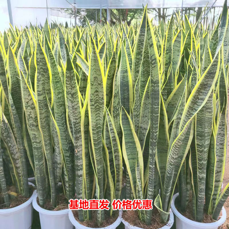 金边虎皮兰绿植室内客厅办公室净化空气吸甲醛好养盆栽虎尾兰植物