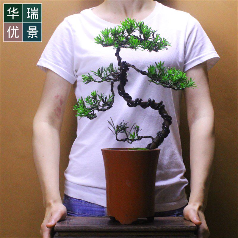 原生雀舌罗汉松盆景松树柏小盆栽四季常青植物 办公居家绿植 送礼