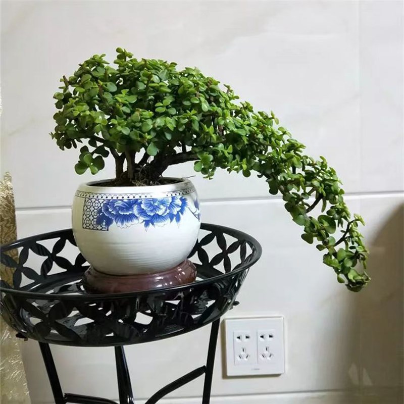 多肉植物金枝玉叶老桩盆景大象鼻款雅乐之舞老桩阳光盆栽净化空气