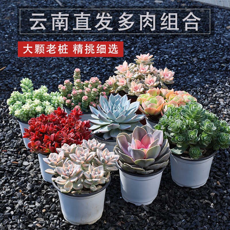 特价老桩大颗多肉植物组合盆栽一整框群生多头肉肉云南绿植花卉新