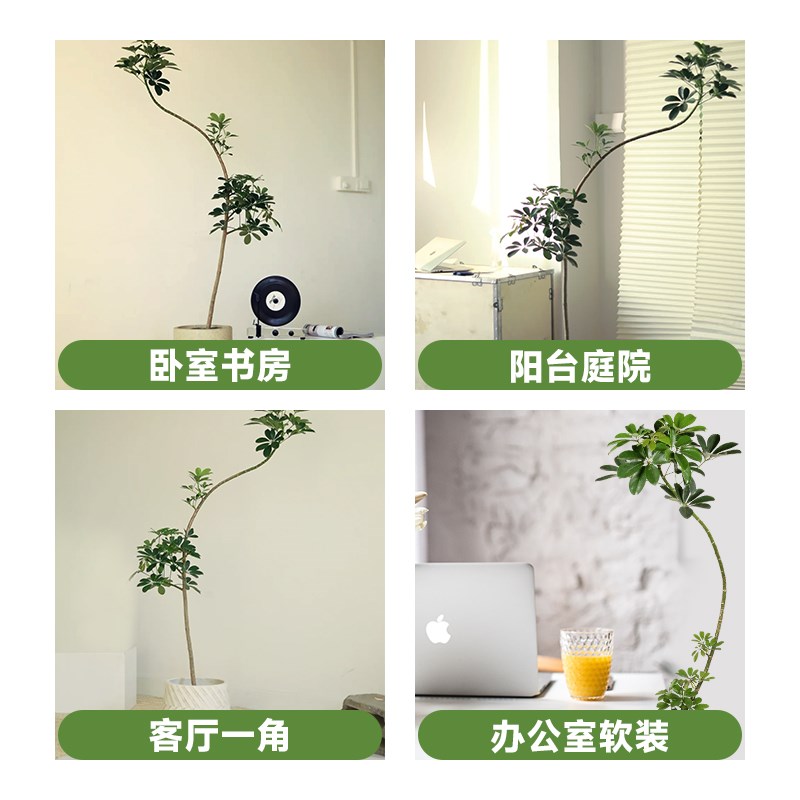 鸭脚木客厅大盆栽室内大号造型鸭掌木八方来财落地式大型旺宅绿植