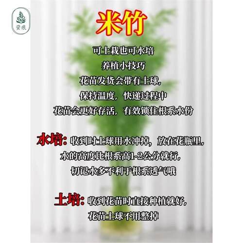水培米竹室内盆栽植物水好养观音竹富贵竹南天竹客厅竹子花卉绿植