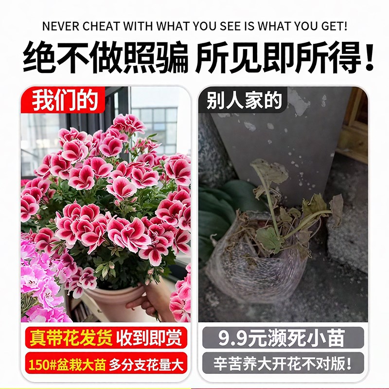精品天竺葵四季带花新品名贵盆栽带花苞大花洋绣球苗好养花卉大全