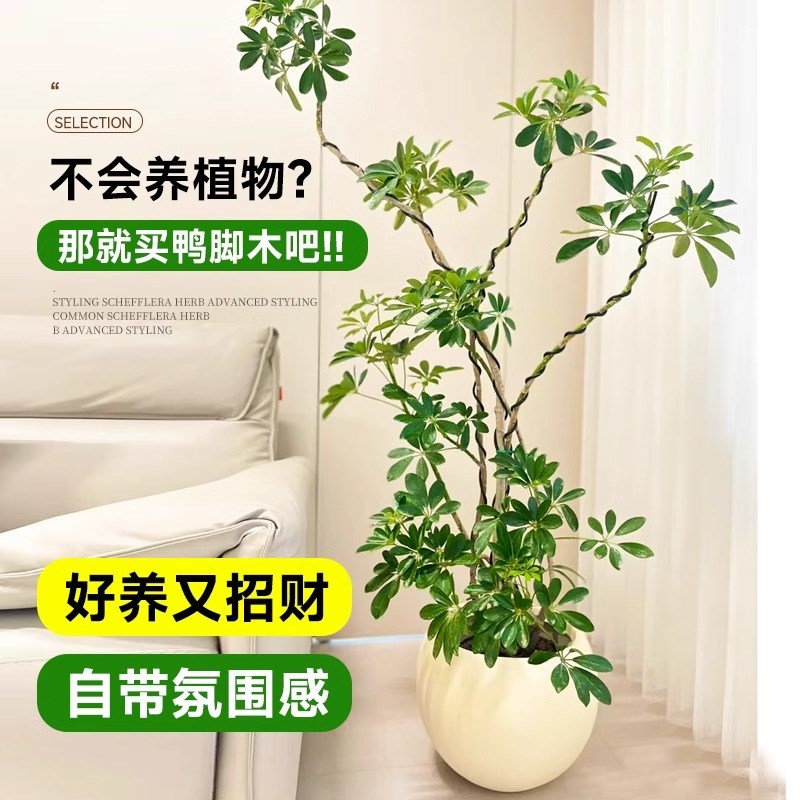 鸭脚木大盆栽八方来财客厅鸭掌木造型真绿植鹅掌柴室内落地式植物