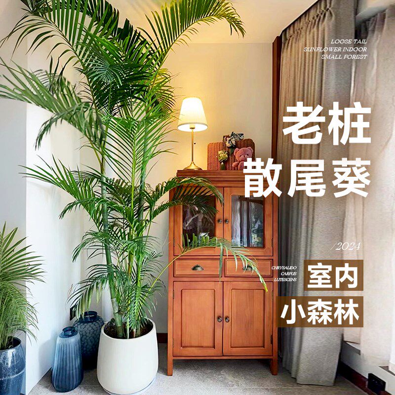 老桩散尾葵富贵椰子凤尾竹室内客厅植物盆栽大型落地绿植四季常青