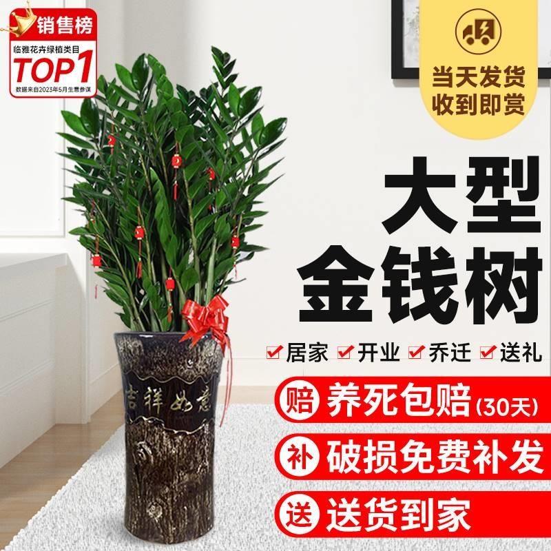 金钱树盆栽室内客厅大型发财树摇钱串子乔迁绿植四季好养花卉植物