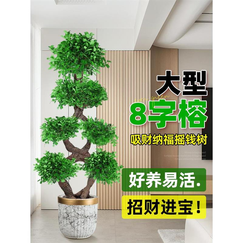 8字造型金钱榕树发财树老桩绿植盆栽大室内客厅招财绿植办公室