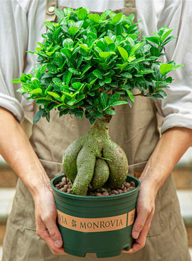 榕树盆栽室内阳台植物造型老桩绿植室外树苗人参榕小叶金钱榕盆景