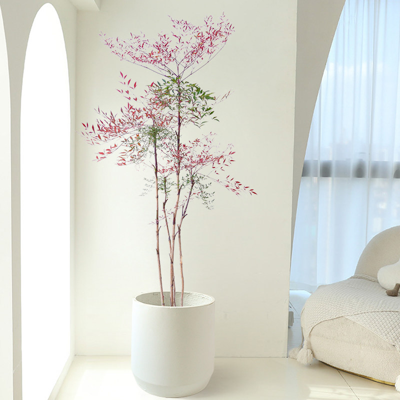 火焰南天竹盆栽老桩大树盆景室内大型植物网红花卉客厅落地大绿植