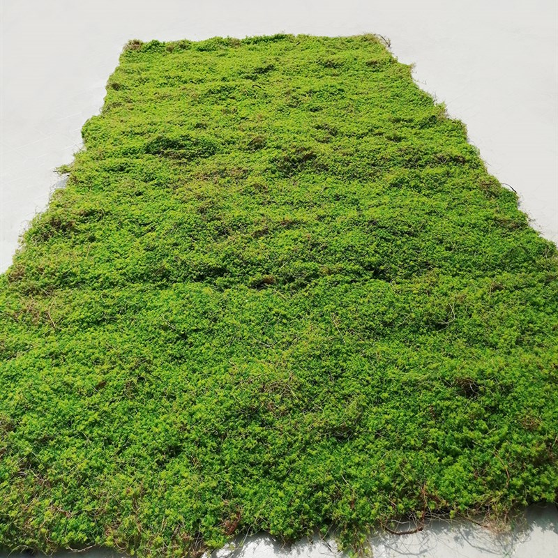 新款仿真椰丝青苔藓橱窗微景观造景植物墙加厚黄绿色假草皮坪地毯