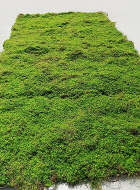 新款仿真椰丝青苔藓橱窗微景观造景植物墙加厚黄绿色假草皮坪地毯