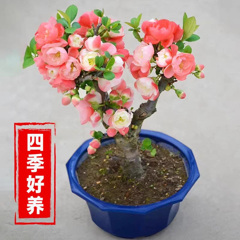 海棠花盆栽树苗重瓣长寿冠盆景老桩绿植庭院植物室内花卉四季好养
