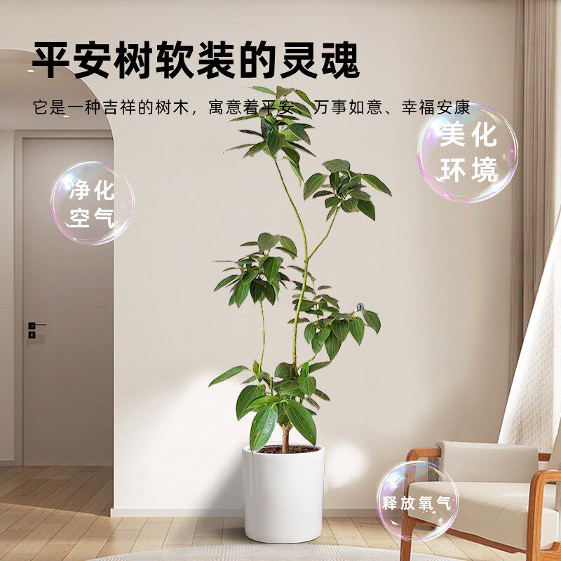 平安树客厅大盆栽幸福树四季大型绿植老桩造型盆景室内办公室旺宅