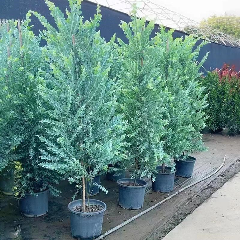 银叶金合欢树苗别墅庭院地栽绿化开 花植物室内耐寒绿植鲜花