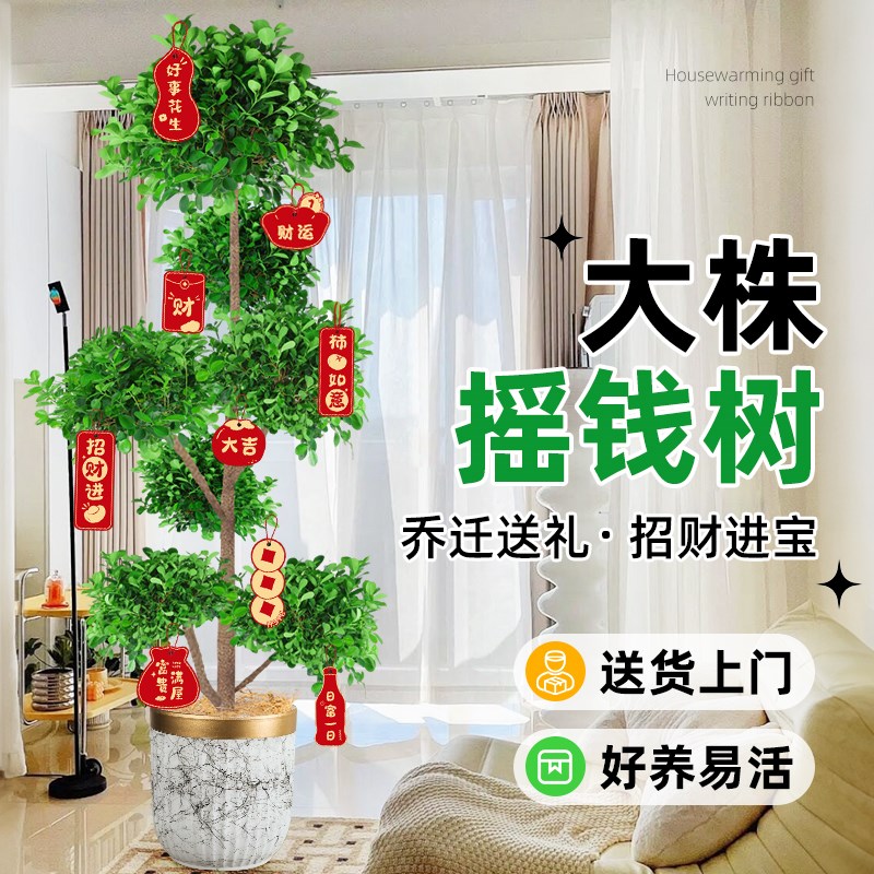 摇钱树盆栽金钱榕办公室大型发财树室内客厅高级感绿植招财榕树