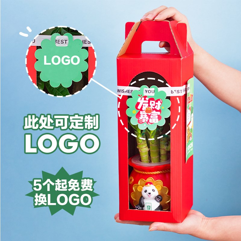 年宵水培富贵竹带根创意办公室内桌面小盆栽植物客厅绿植招财礼物