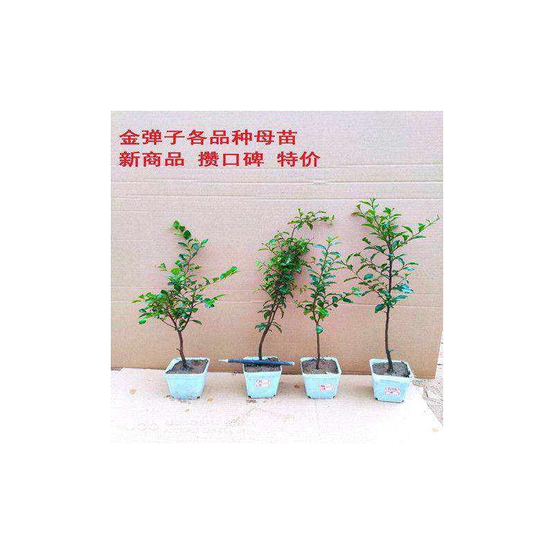 【带盆发货】四川金弹子小树苗盆栽公母开花结果品种练手熟桩盆景