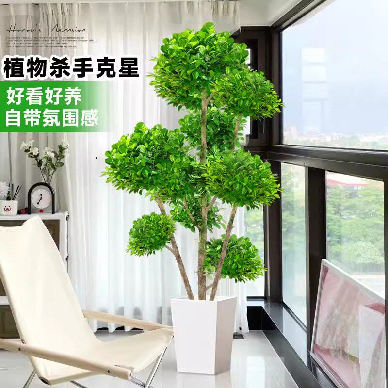金钱榕盆栽办公室大型发财树摇钱树乔迁之喜室内客厅绿植招财榕树