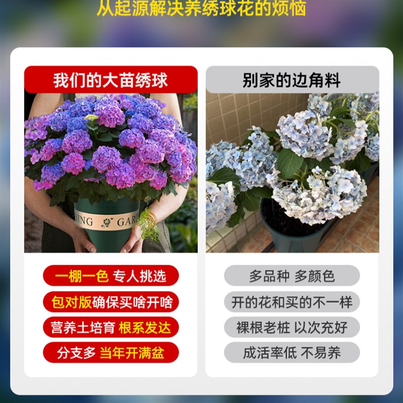 绣球花盆栽带花苞无尽夏花苗老桩室外鲜花特大号庭院花卉绿植物