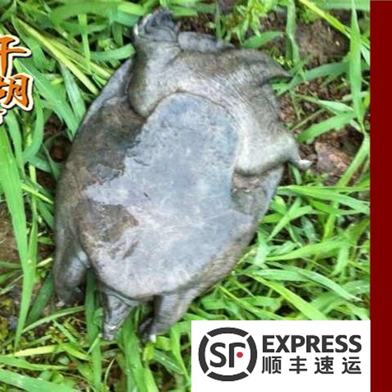 乌鳖德清黑甲鱼滋补全黑乌鳖苗中华鳖 外塘放养团鱼老鳖 鲜活送达