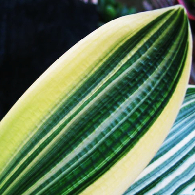 长春除甲醛精品君子兰玉扇金丝彩兰短叶鸳鸯覆轮墨彩盆栽多彩小苗