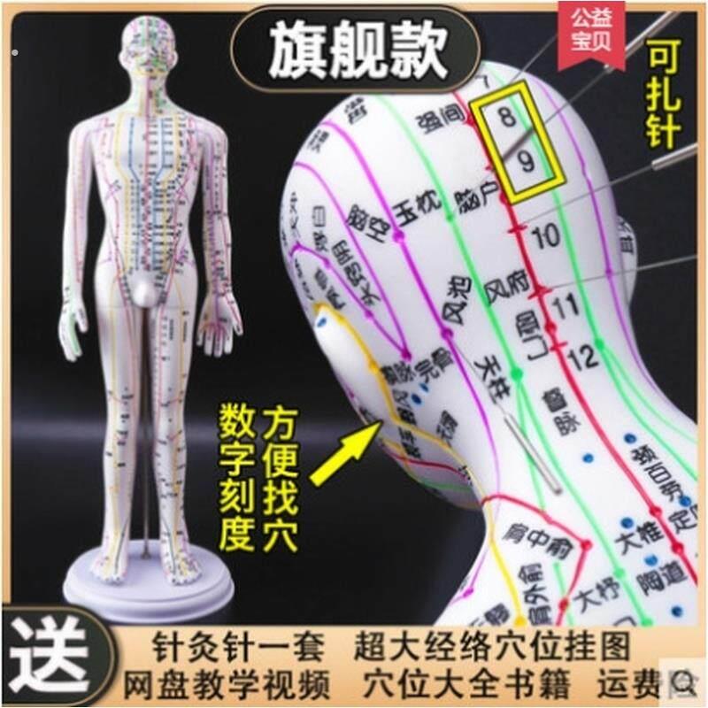 养生馆可扎针人模人体穴位模型身体筋脉假人铜人练手背部按摩模特