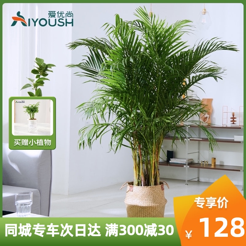 散尾葵植物客厅盆栽适合办公室大型绿植凤尾竹室内落地式开业旺宅