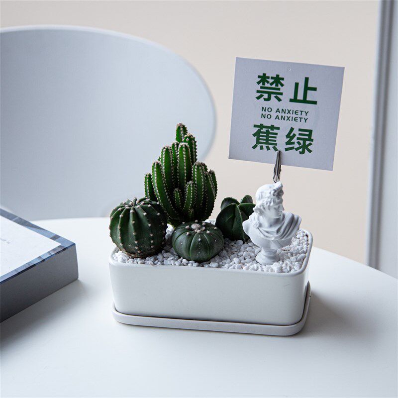 仙人掌组合盆栽多肉植物创意礼品桌面办公室绿植北欧风好养活阳台