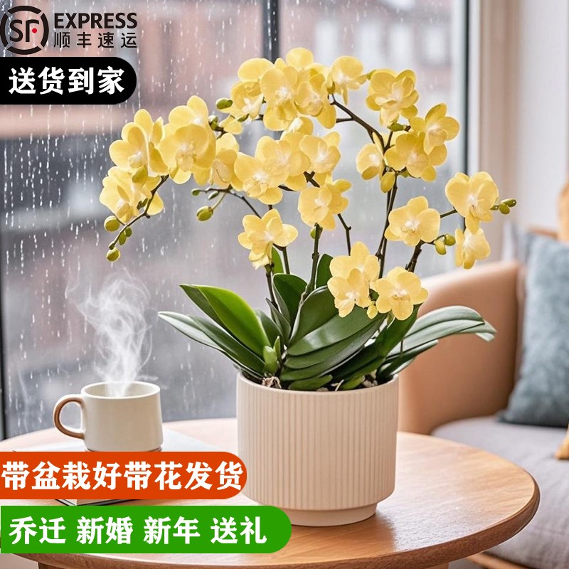 蝴蝶兰盆栽带花苞真花客厅办公室内桌面四季好养花卉绿植乔迁开业