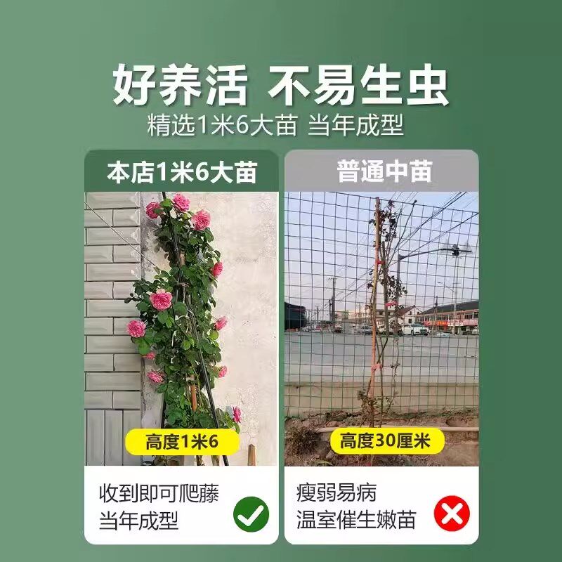 佛罗伦蒂娜爬藤月季花苗四季开花盆栽易活好养的花卉植物玫瑰老桩