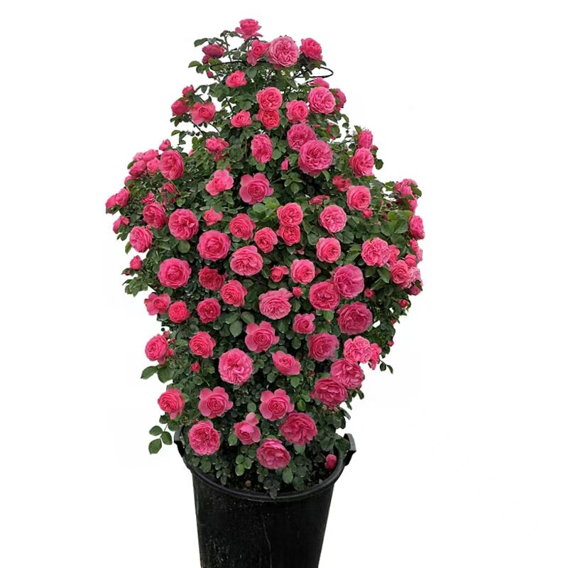 爬藤月季母本特大老桩花苗蔷薇花苗欧月庭院花墙拱门多季开花浓香