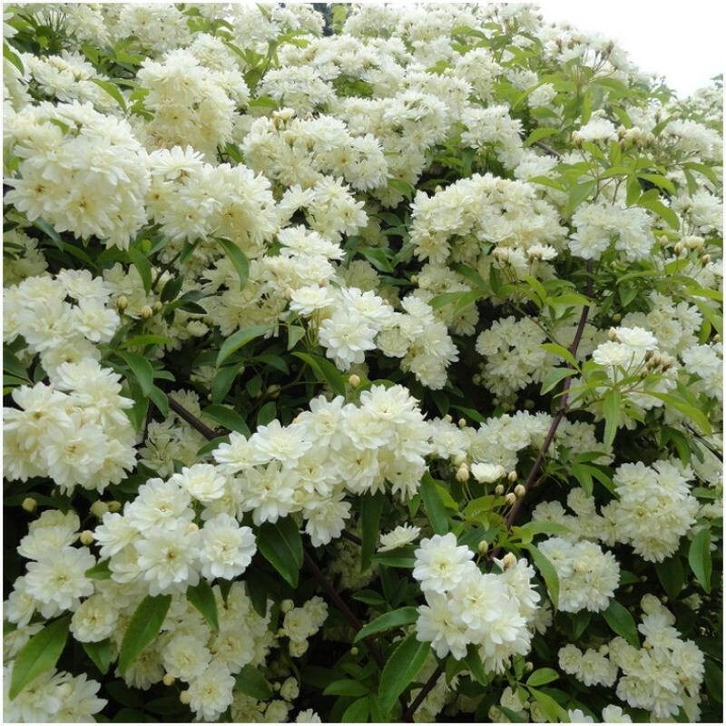 红木香花苗爬藤蔷薇植物甜蜜黄白木香花树苗庭院四季开花盆栽绿植图片