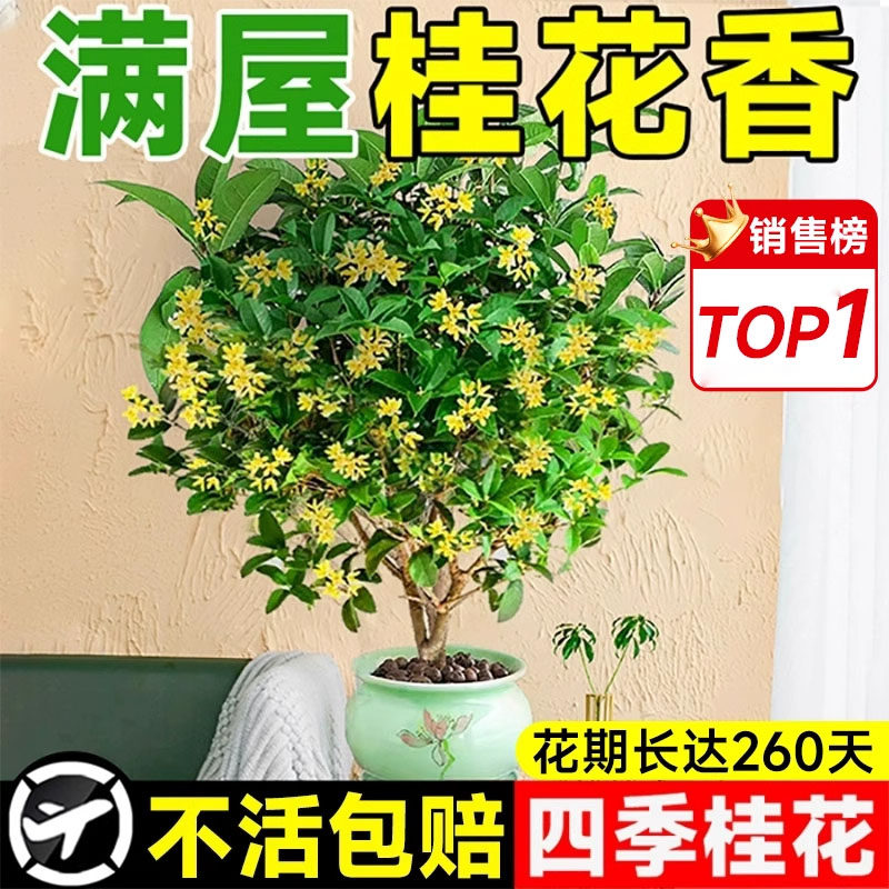 桂花树苗四季桂盆栽可食用开花不断室内阳台庭院浓香型花卉植物