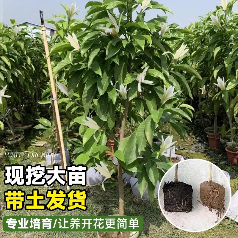 白兰花玉兰花树苗带花苞矮化老桩盆栽紫黄角兰卉绿植植物观赏玉兰