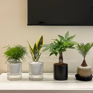 发财树室内盆栽客厅文竹绿植办公室桌面花卉虎皮兰好养招财植物