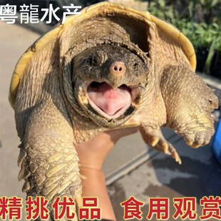 顺丰包邮北美鳄龟活物食用养殖红烧观赏鳄龟大鳄食用鳄鱼龟