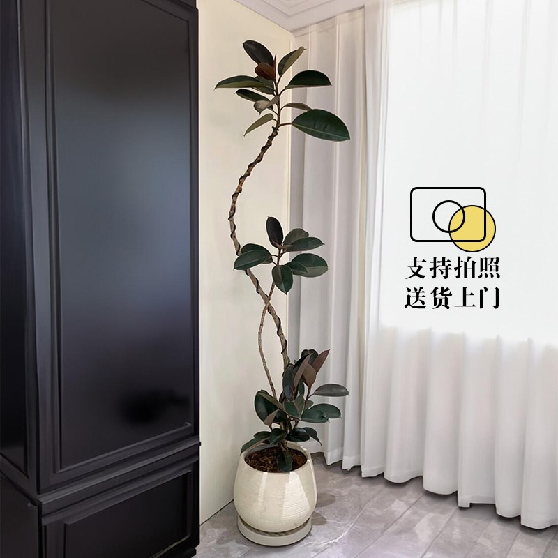 造型黑金刚橡皮树网红盆栽客厅大型观叶植物办公室好养绿植吸甲醛