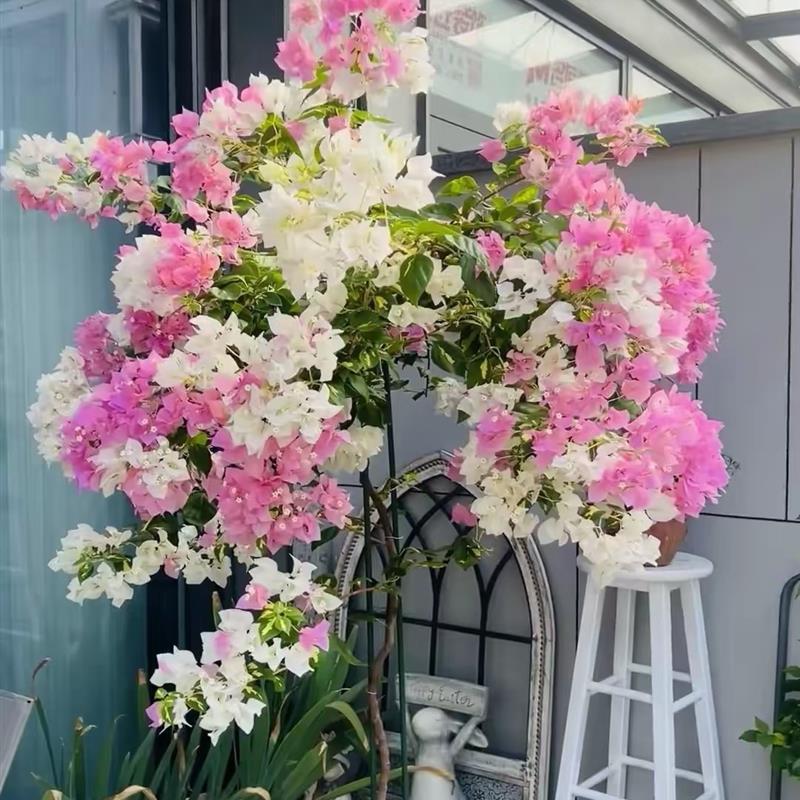 (金心橙白)新品种三角梅开花勤花植物阳台庭院绿植观赏盆栽