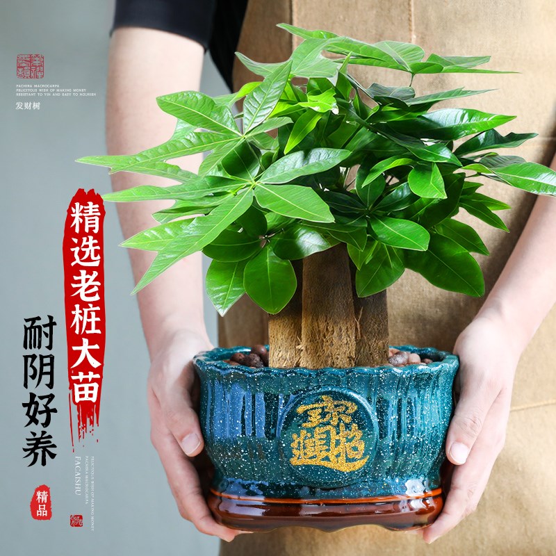 大盆三杆发财树绿植盆栽招财植物室内开业中式盆景金钱树四季好养