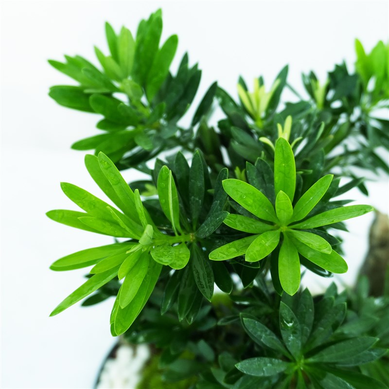 罗汉松办公室桌面创意小盆栽苔藓微景观绿植四季常青礼物摆件