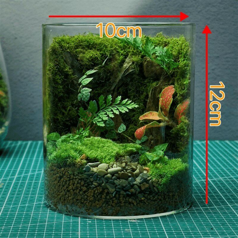送5只辣椒蟹苔藓微景观成品蟹缸办公室宿舍花卉桌面生态瓶真植物